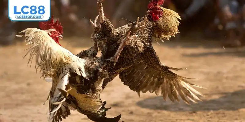 Những lưu ý quan trọng khi xem trực tiếp đá gà mà mọi tân binh cần nắm