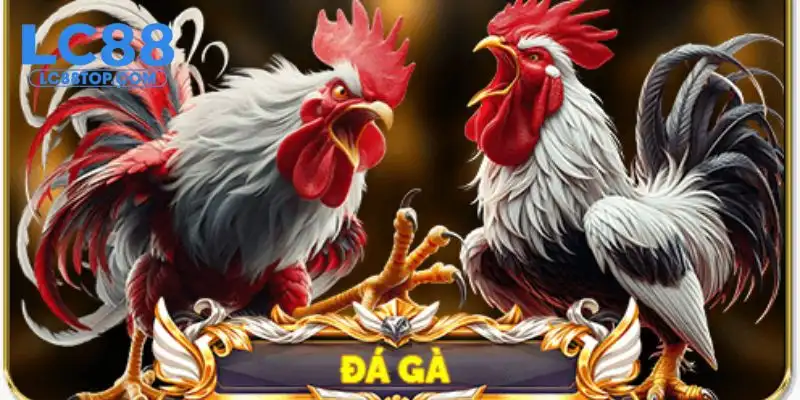 Vì sao đá gà Sv388 lại được nhiều hội viên yêu thích?